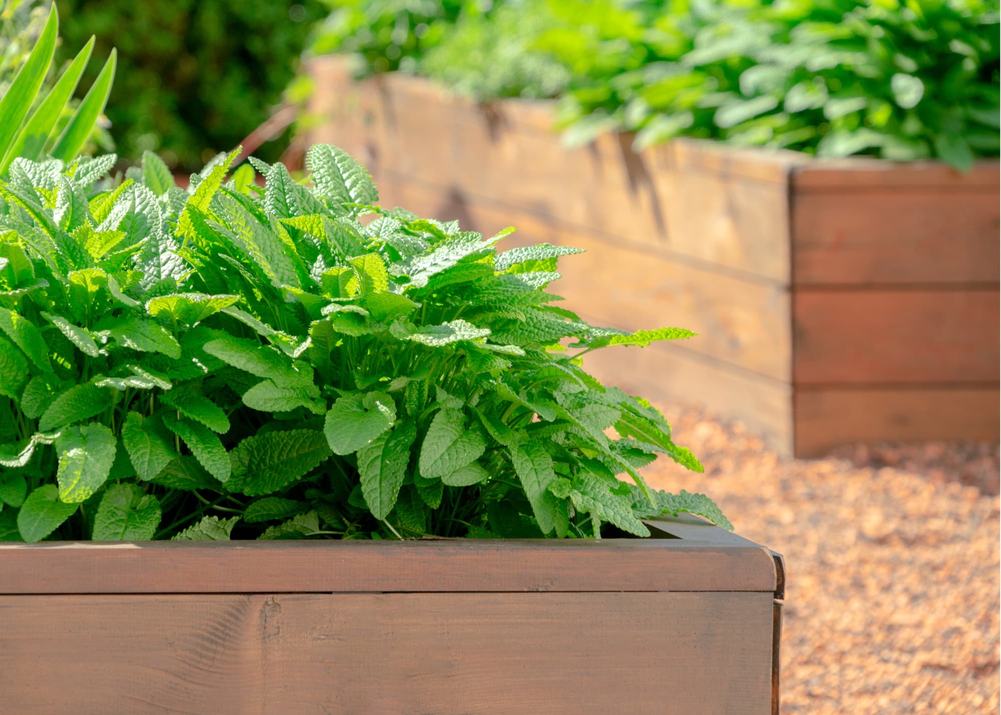 An elevated wooden garden box for plants